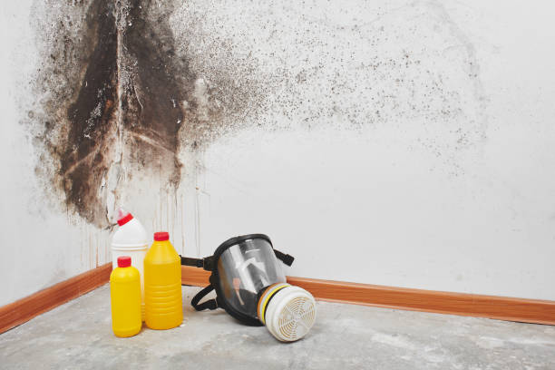 Best Home Mold Removal  in Walters, OK