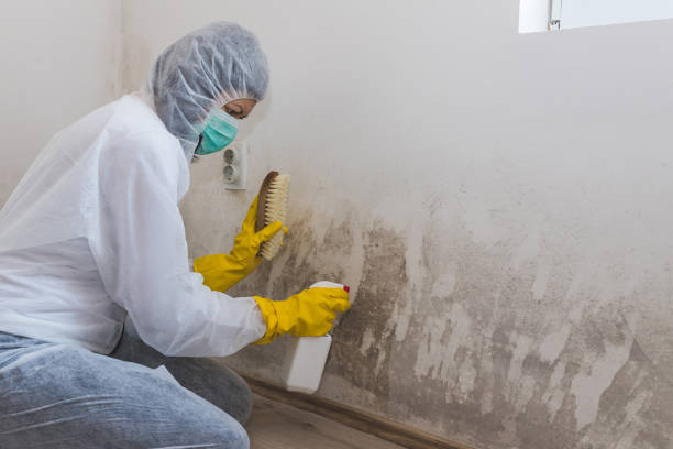 Best Professional Mold Removal  in Walters, OK