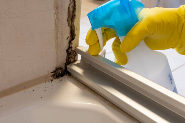 Best Same-Day Mold Removal  in Walters, OK