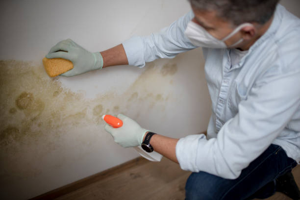 Office Mold Removal Services in Walters, OK