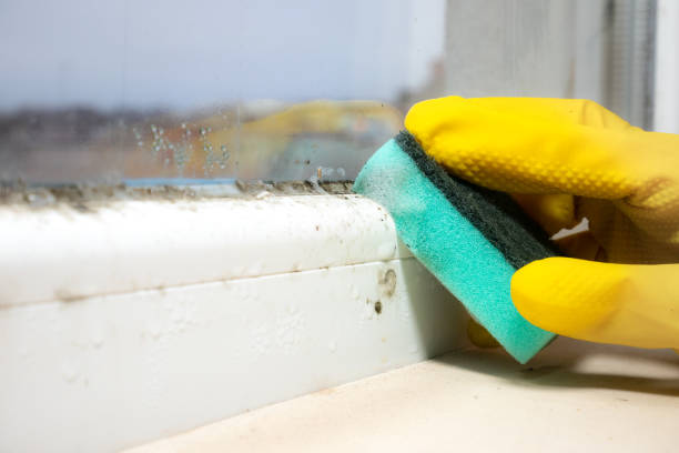 Best Certified Mold Removal  in Walters, OK