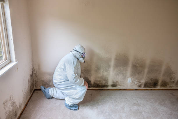 Best Commercial Mold Removal  in Walters, OK