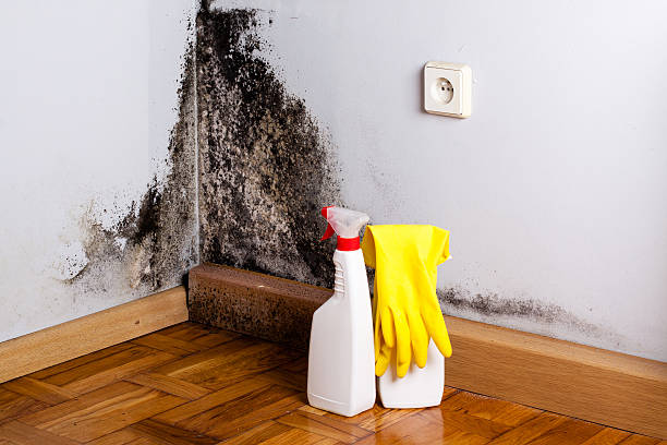 Best Office Mold Removal Services  in Walters, OK