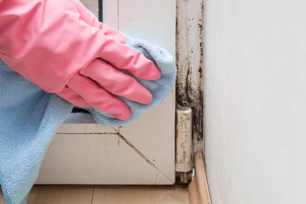 Best Toxic Mold Removal  in Walters, OK